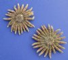 3 to 3-7/8 inches Natural Brown Sun Dried Medium Sunflower Starfish for Sale - Pack of 12 @ $1.92 each