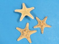 2 to 3 inches Sun Dried Knobby/Thorny Starfish <font color=red> Wholesale</font>- Case of 1000 @ .12 each