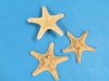 2 to 3 inches Sun Dried Natural Knobby Starfish for Sale, Natural Thorny Starfish  - Pack of 50 @ .24 each