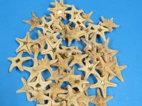 2 to 3 inches Sun Dried Natural Knobby Starfish for Sale, Natural Thorny Starfish  - Pack of 50 @ .24 each