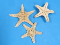 3 to 4 inches Dried Natural Knobby, Armored, Thorny Starfish for Sale in Bulk - Case of 500 @ .18 each;