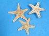 4 to 5-7/8 inches Sun Dried Natural Knobby Starfish for Sale, Armored Starfish for Crafts - Pack of 12 @ .50 each