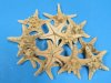 4 to 5-7/8 inches Sun Dried Natural Medium Knobby, Armored Starfish for Sale in Bulk Discount Priced Case of 300 @ .30 each