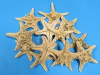 4 to 5-7/8 inches Sun Dried Natural Knobby Starfish for Sale, Armored Starfish for Crafts - Pack of 12 @ .50 each