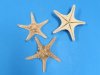 6 to 8 inches Sun Dried Large Natural Knobby Starfish for Sale also called Armoured Starfish in Bulk Bag of 12 pcs @ .80 each