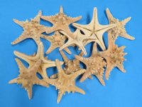 6 to 8 inches Sun Dried Large Natural Knobby Starfish for Sale also called Armoured Starfish in Bulk Bag of 12 pcs @ .80 each