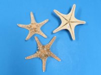 8 to 9-7/8 inches Extra Large Knobby Starfish, Armored Starfish - Case of 75 @ $1.20 each