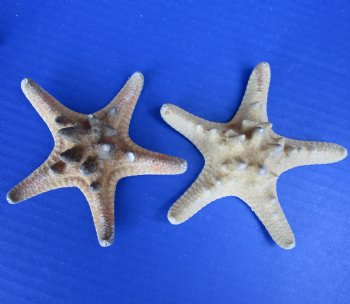 3 to 4 inches Sun Dried Natural Thorny, Armored, Knobby Starfish for Sale - Bag of 25 @ .29 each