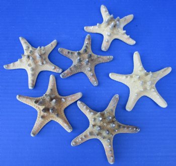 3 to 4 inches Sun Dried Natural Thorny, Armored, Knobby Starfish for Sale - Bag of 25 @ .29 each