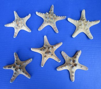 3 to 4 inches Sun Dried Natural Thorny, Armored, Knobby Starfish for Sale - Bag of 25 @ .29 each