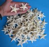 1 to 2-1/2 inches Small White Knobby, Armored Starfish - 100 for .32 each