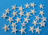 Small Dried White Knobby Starfish <font color=red> Wholesale</font> 1 to 2-1/2 inches - Case of 2000 @ .15 each (Signature Required)