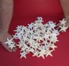  2 to 3-7/8 inches White Knobby Starfish in Bulk ,- 100 @ .38 each;