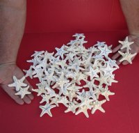 White Dried Knobby, Thorny Starfish <font color=red> Wholesale</font> 2 to 3-1/2 inches - Case of 1000 @ .24 each