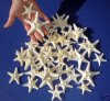 White Dried Knobby, Thorny Starfish <font color=red> Wholesale</font> 2 to 3-1/2 inches - Case of 1000 @ .24 each