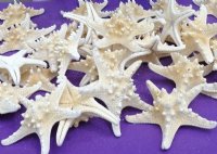 3 to 4 inches Dried White Knobby Starfish <font color=red> Wholesale</font> - Case of 500 @ .26 each
