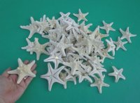 3 to 4 inches Dried White Knobby Starfish <font color=red> Wholesale</font> - Case of 500 @ .26 each