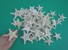 3 to 4 inches Medium Dried White Thorny/Knobby Starfish - 50 @ .48 each; 100 @ .42 each  