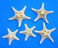4 to 5 inches Dried White Knobby, Thorny Starfish <font color=red> Wholesale</font> - Case of 250 @ .35 each