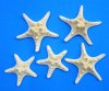 4 to 5 inches Dried White Knobby, Thorny Starfish <font color=red> Wholesale</font> - Case of 250 @ .35 each