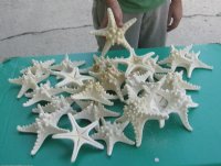 6 to 8 inches Dried White Armored/Knobby Starfish - Case: 150 @ .60 each; <font color=red>Wholesale </font> - 2 cases @ .47 each