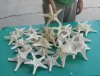 6 to 8 inches Dried White Armored/Knobby Starfish - Case: 150 @ .60 each; <font color=red>Wholesale </font> - 2 cases @ .47 each