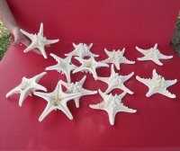 6 to 8 inches Large Dried White Thorny/Knobby Starfish - 12 @ .85 each