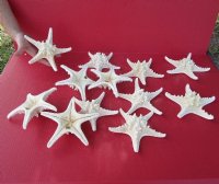 6 to 8 inches Dried White Armored/Knobby Starfish - Case: 150 @ .60 each; <font color=red>Wholesale </font> - 2 cases @ .47 each