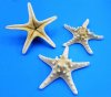 8 to 10 inches Large Dried White Knobby/Chocolate Chip Starfish - 12 @ $1.80 each