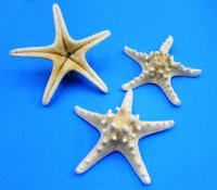 8 to 10 inches Large White Knobby Starfish, Chocolate Chip Starfish -  75 @ $1.20 each