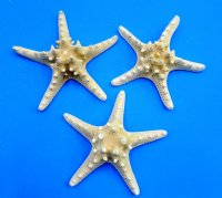 8 to 10 inches Large White Knobby Starfish, Chocolate Chip Starfish -  75 @ $1.20 each