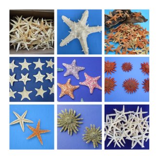 6 to 7-3/4 inches Sun Dried Real Sugar Starfish for Crafts