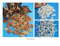 Starfish for Sale in Bulk