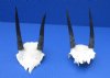 Wholesale African Steenbok Skull Plates with Horns 2-3/4 to 4-3/4 inches long - Pack of 3 @ $34.00 each;