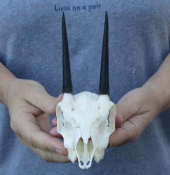 Steenbok Skull, African Steenbok Skulls