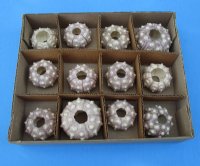 2 to 2-1/2 inches Sputnik Sea Urchins <FONT COLOR=RED> Wholesale</font> - 150 @ .90 each
