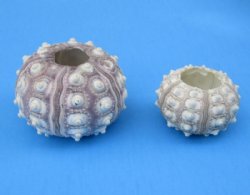2 to 2-1/2 inches Sputnik Sea Urchins for Displaying Air Plants and for Crafts - 10 @ $1.60 each