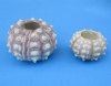 2 to 2-1/2 inches Sputnik Sea Urchins for Displaying Air Plants and for Crafts - Packed 12 @ $1.65 each