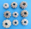 1-3/4 to 3 inches Assorted Sputnik Sea Urchins  <font color=red> Wholesale </font> - Case of 108 @ .95 each