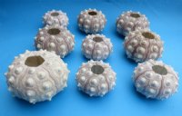 Denuded Sputnik Sea Urchins 1-3/4 to 3 inches - 12 @ $1.35 each; 24 @ $1.20 each 