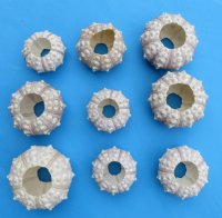 Denuded Sputnik Sea Urchins 1-3/4 to 3 inches - 12 @ $1.35 each; 24 @ $1.20 each 