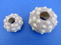 1-3/4 to 3 inches Dried Sputnik Sea Urchins <font color=red>Wholesale </font>  Case of 288 @ .75 each
