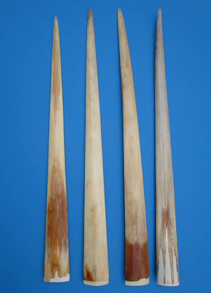 Wholesale Swordfish Bills for Sale 27 to 303/4 inches 40.00 each