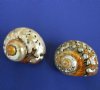 2-1/2 inches to 2-7/8 inches Polished Turbo Sarmaticus Shells - 10 @ $4.80 each
