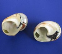 2-1/2 to 2-7/8 inches Polished Turbo Sarmaticus Shells - 5 @ $4.80 each