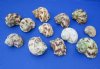 2 to 3 inches Silver-Mouthed Turban Shells for Sale - Pack of 12 @ $1.08 each; Pack of 48 @ .86 each