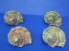 4 to 4-3/4 inches Turbo Marmoratus Shells <font color=red> Wholesale</font>  -  6 @ $16.00 each