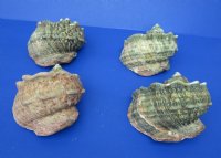 5 to 5-3/4 inches Turbo Marmoratus Shells <font color=red> Wholesale</font>, Giant Green Turban Shells - 5 @ $18.00 each