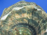 5 to 5-3/4 inches Turbo Marmoratus Shells <font color=red> Wholesale</font>, Giant Green Turban Shells - 5 @ $18.00 each