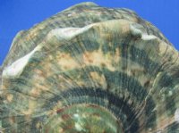 6 to 6-3/4 inches  Turbo Marmoratus Shells <font color=red> Wholesale</font>, Great Green Turbans - 3 @ $29.00 each; 4 @ $26.00 each